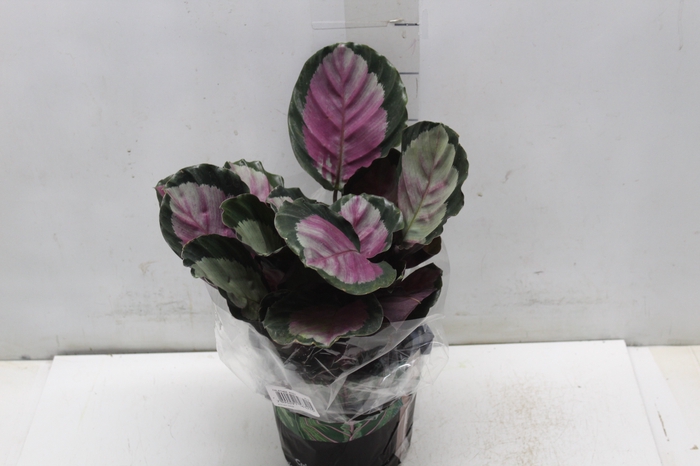 <h4>CALATHEA ROSEA PICTA ROSY P17</h4>