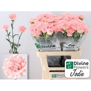 Dianthus ST 'Jodie'