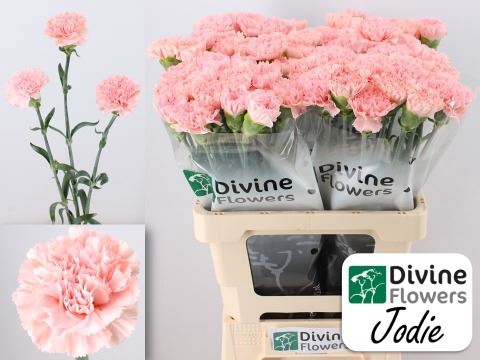 <h4>Dianthus ST 'Jodie'</h4>