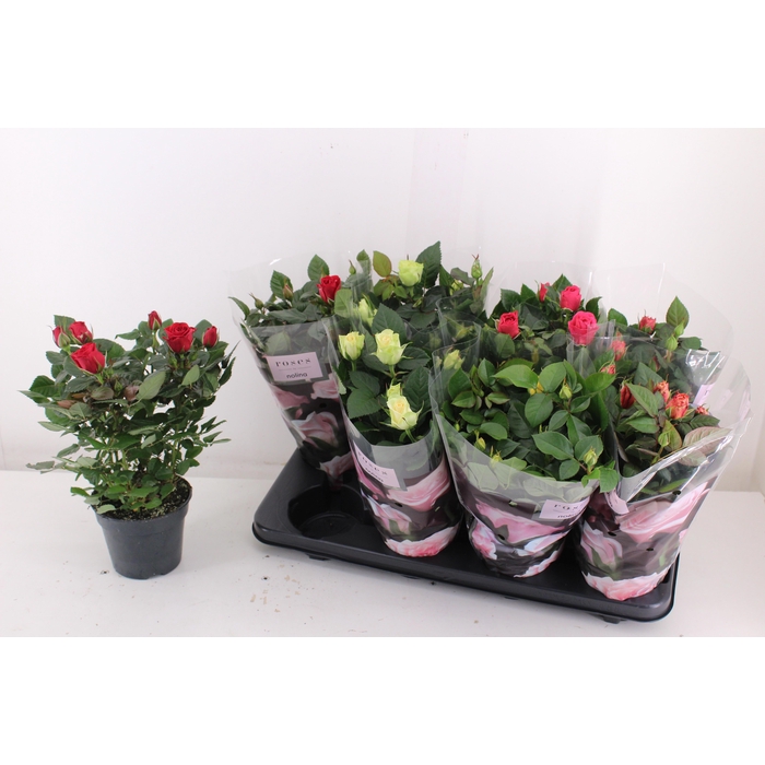 <h4>RO PATHIT GEM 5 SRT</h4>