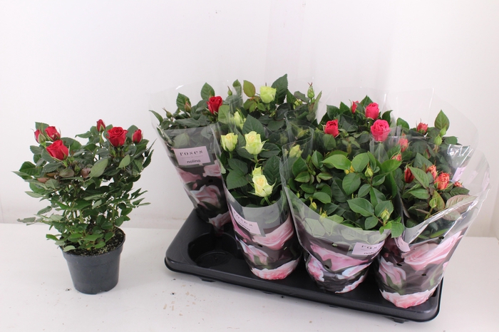 <h4>RO PATHIT GEM 5 SRT</h4>