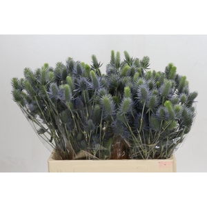 Eryngium Electric Dynamite