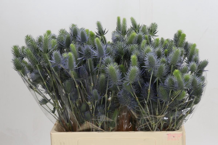 <h4>Eryngium Electric Dynamite</h4>