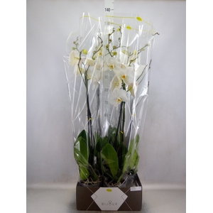 Phalaenopsis   ...white