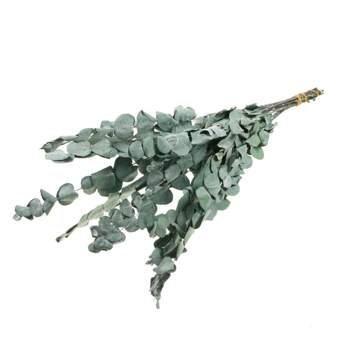 <h4>Eucalyptus espiral preserved 10pc 55cm moss green</h4>