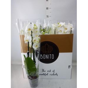 Phalaenopsis  'Ant Nottingham'