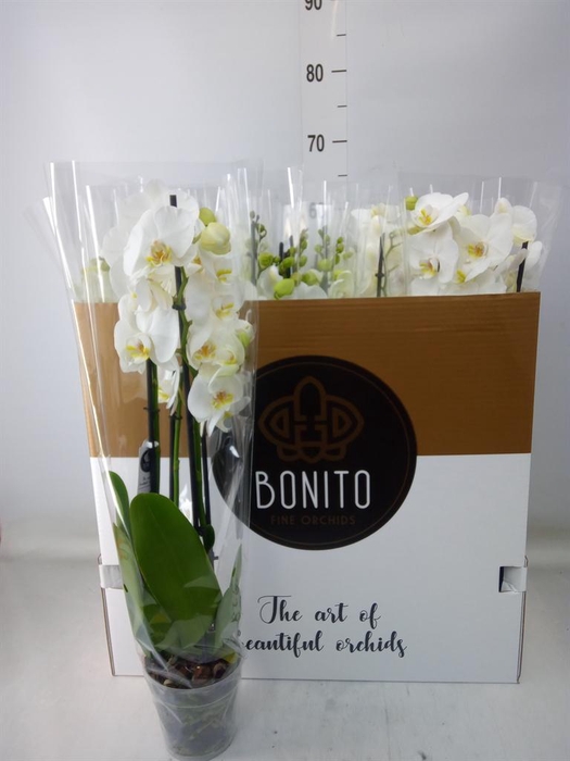 <h4>Phalaenopsis  'Ant Nottingham'</h4>