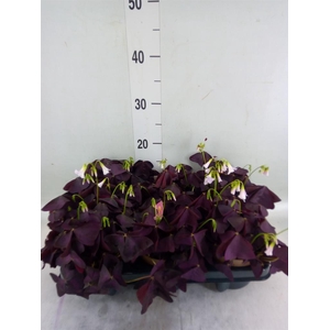 Oxalis trian. 'Mijke'
