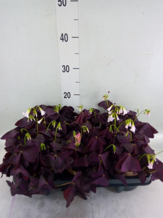 <h4>Oxalis trian. 'Mijke'</h4>