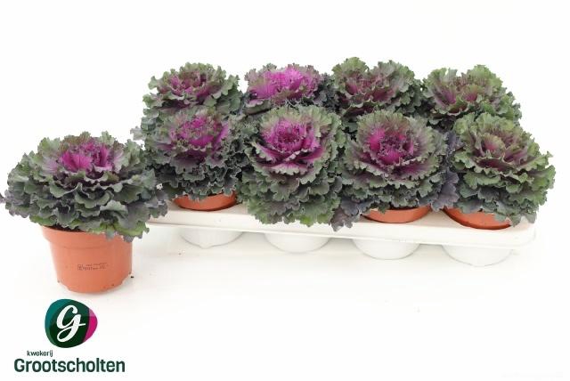 <h4>BRASSICA (SIERKOOL)</h4>