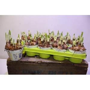 arr8 Narcis D Bridal Crown