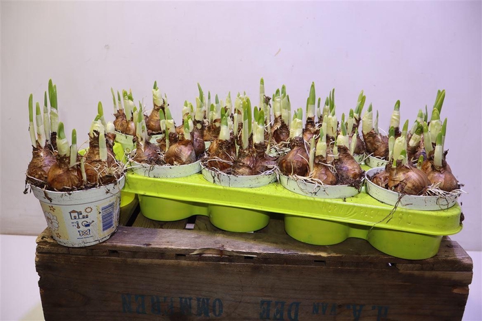 <h4>arr8 Narcis D Bridal Crown</h4>