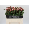 Paeonia Sarah Bernhardt