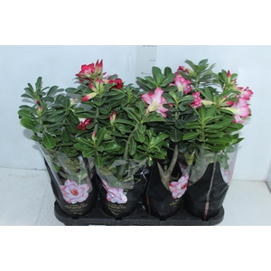 ROSA DO DESERTO DOBRADO P15