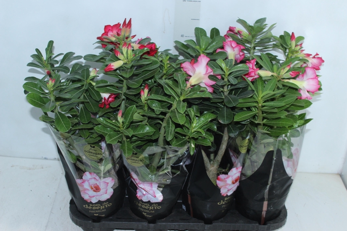 <h4>ROSA DO DESERTO DOBRADO P15</h4>
