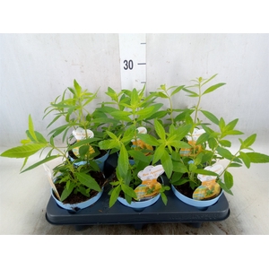 Aloysia citrodora