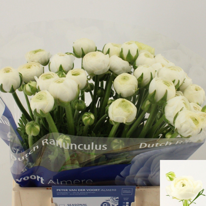 <h4>RAN AAZUR WHITE</h4>