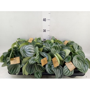 Peperomia argyreia