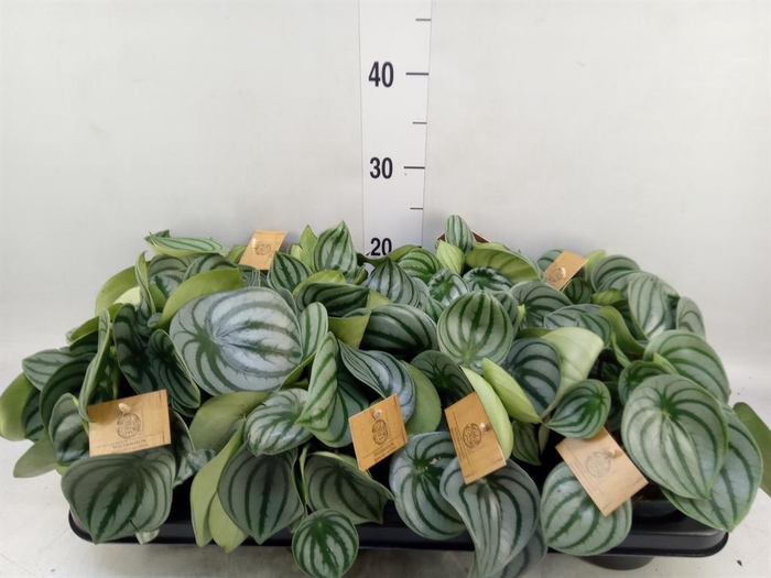<h4>Peperomia argyreia</h4>