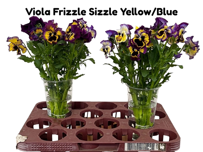 VIOLA FRIZZLE SIZZLE YELLOW/BLUE