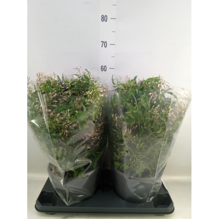 <h4>Jasminum polyanthum</h4>