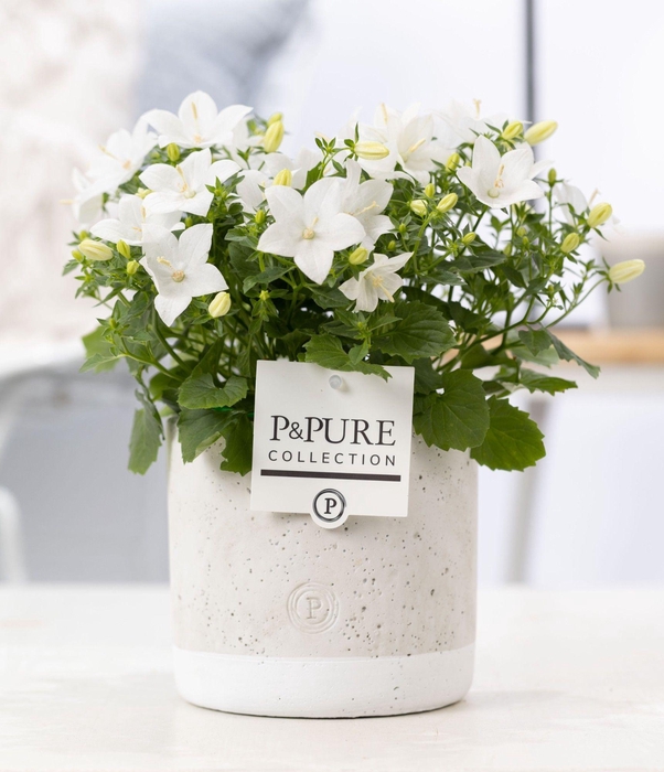 <h4>Campanula 'Atlanta' Pure Jade</h4>
