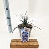 Ophiopogon planiscapus Niger