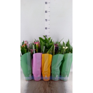 Zantedeschia   ...mix