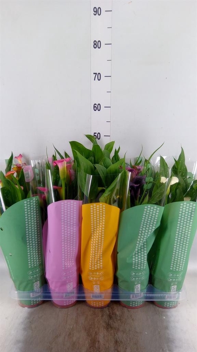 <h4>Zantedeschia   ...mix</h4>