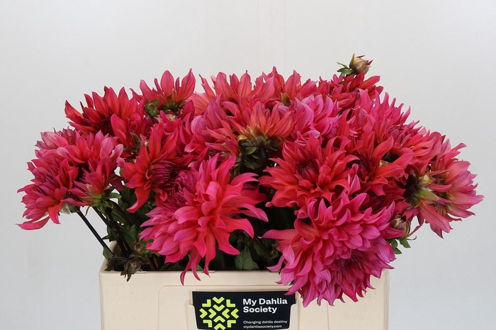 Dahlia Pink Punk