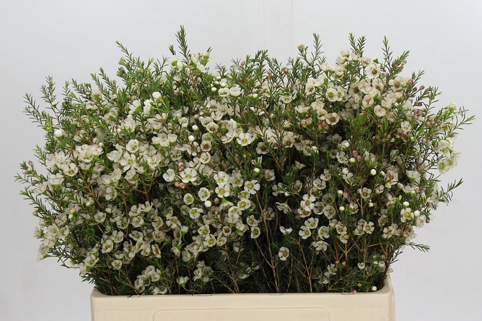 <h4>Chamelaucium Gil</h4>