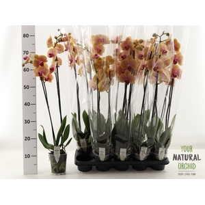 PHAL CARIBBEAN DREAM