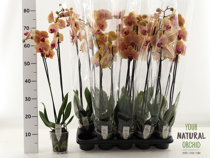 <h4>PHAL CARIBBEAN DREAM</h4>