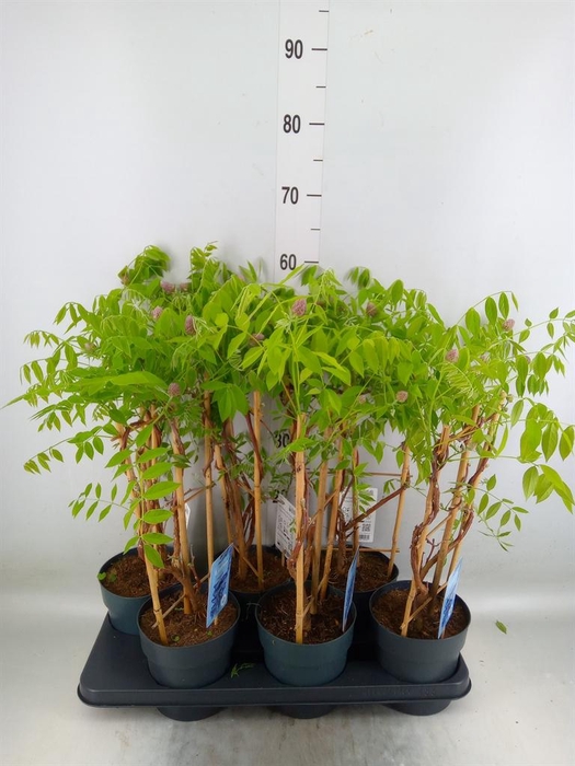 <h4>Wisteria frutes. 'Amethyst Falls'</h4>