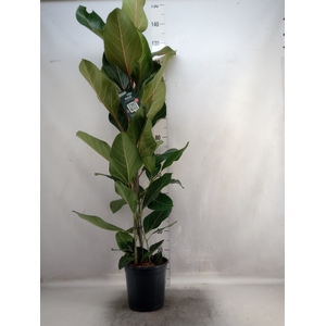 Ficus benghalensis 'Joy'