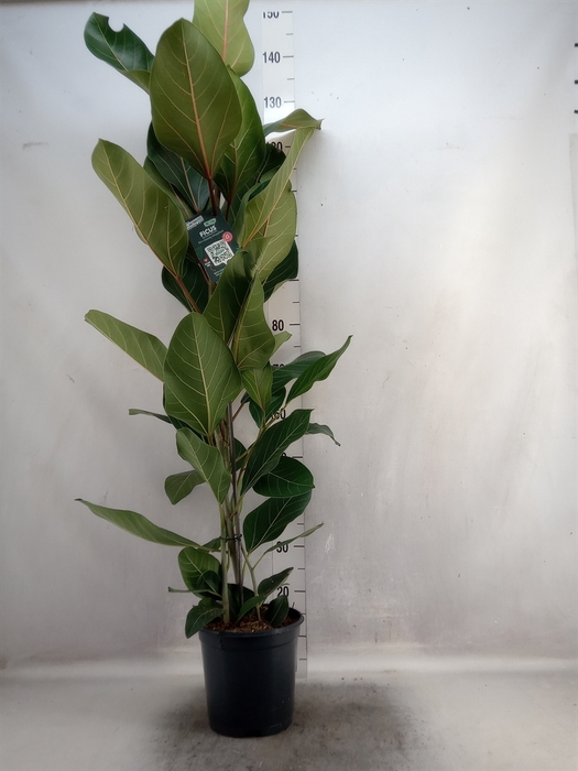 Ficus benghalensis 'Joy'