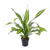 Dracaena Charley