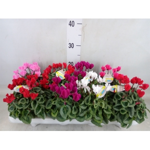 Cyclamen KL 'Veranda'