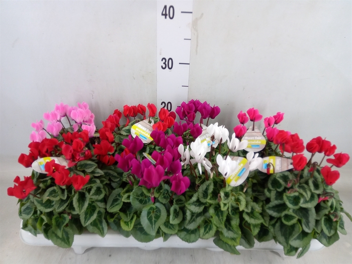 <h4>Cyclamen KL 'Veranda'</h4>