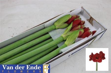 <h4>Hipp Ga Primitivo</h4>