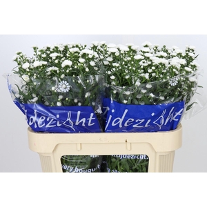Aster Cassy