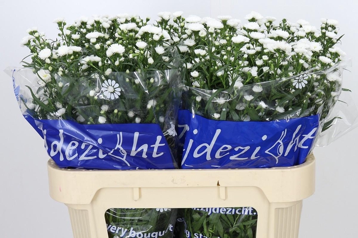 <h4>Aster Cassy</h4>