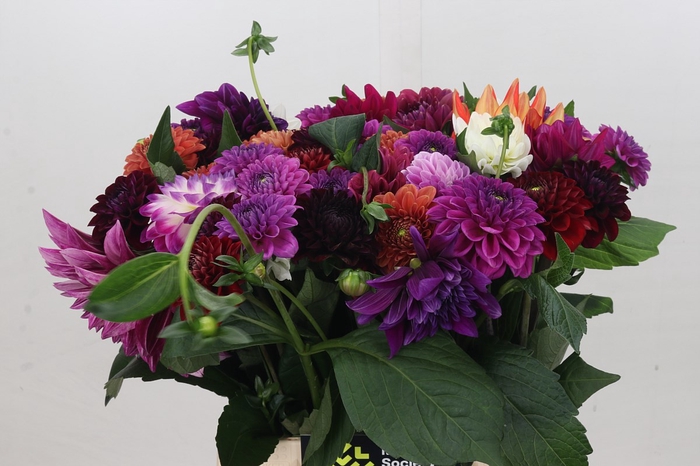 <h4>Dahlia Luxe Gemengd in bos</h4>