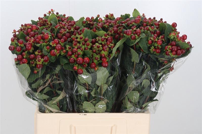 <h4>Hyp Mag Seasons</h4>