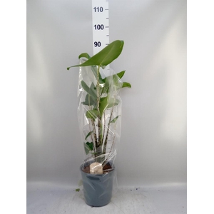 Alocasia zebrina
