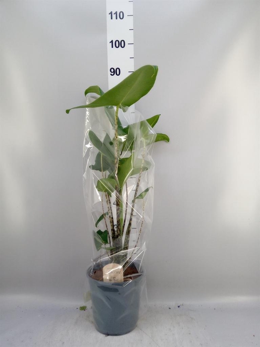<h4>Alocasia zebrina</h4>