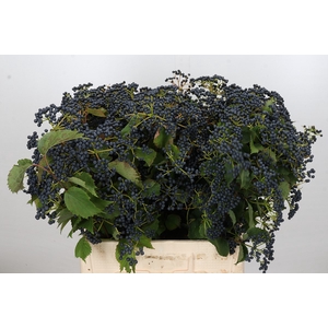 Viburnum Dark Blue Hermania