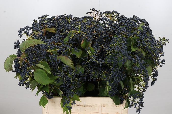 Viburnum Dark Blue Hermania