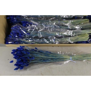 Df Phalaris Bs Dark Blue 100g