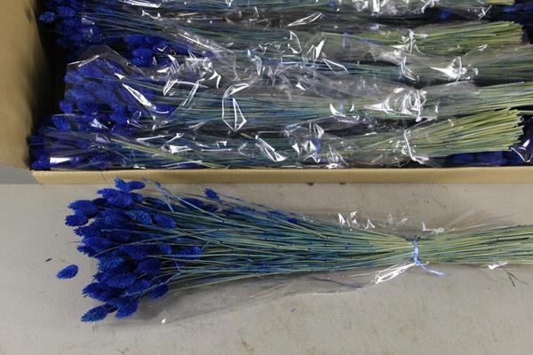 Df Phalaris Bs Dark Blue 100g